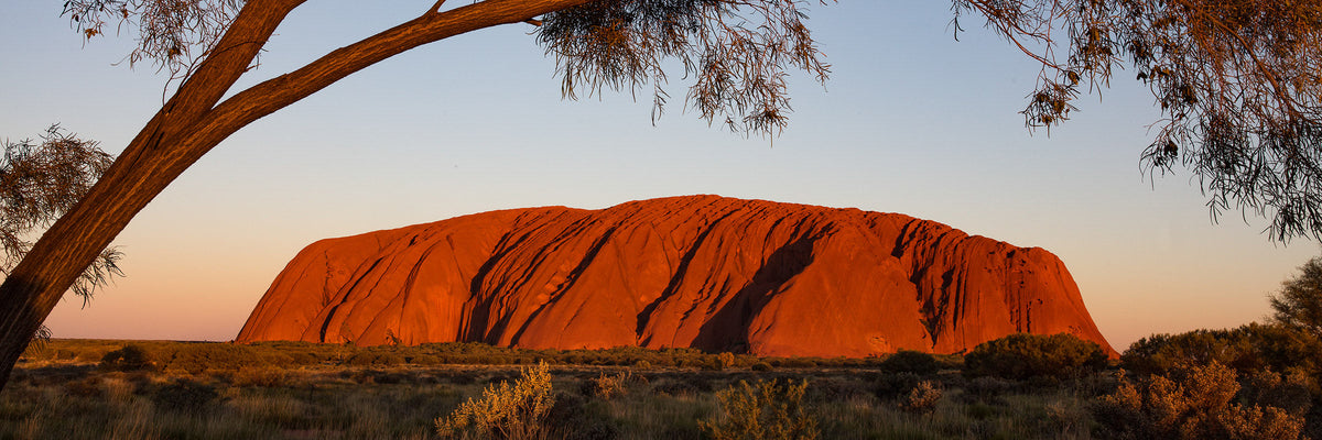 Uluru at sunset in the Northern Territory, Australia framed by desert trees