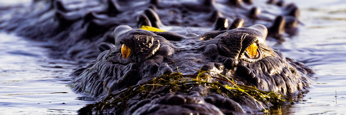 Saltwater crocodile eyes and head emerging above water Australian wildlife photography by Sean Scott