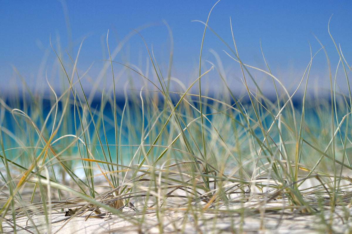 0205-Sea-Grass — detail close-up