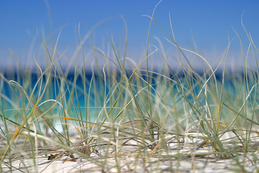 0205-Sea-Grass