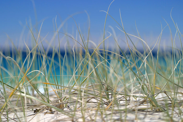 0205-Sea-Grass