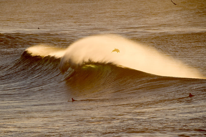 0456-Dolphin-Surfer