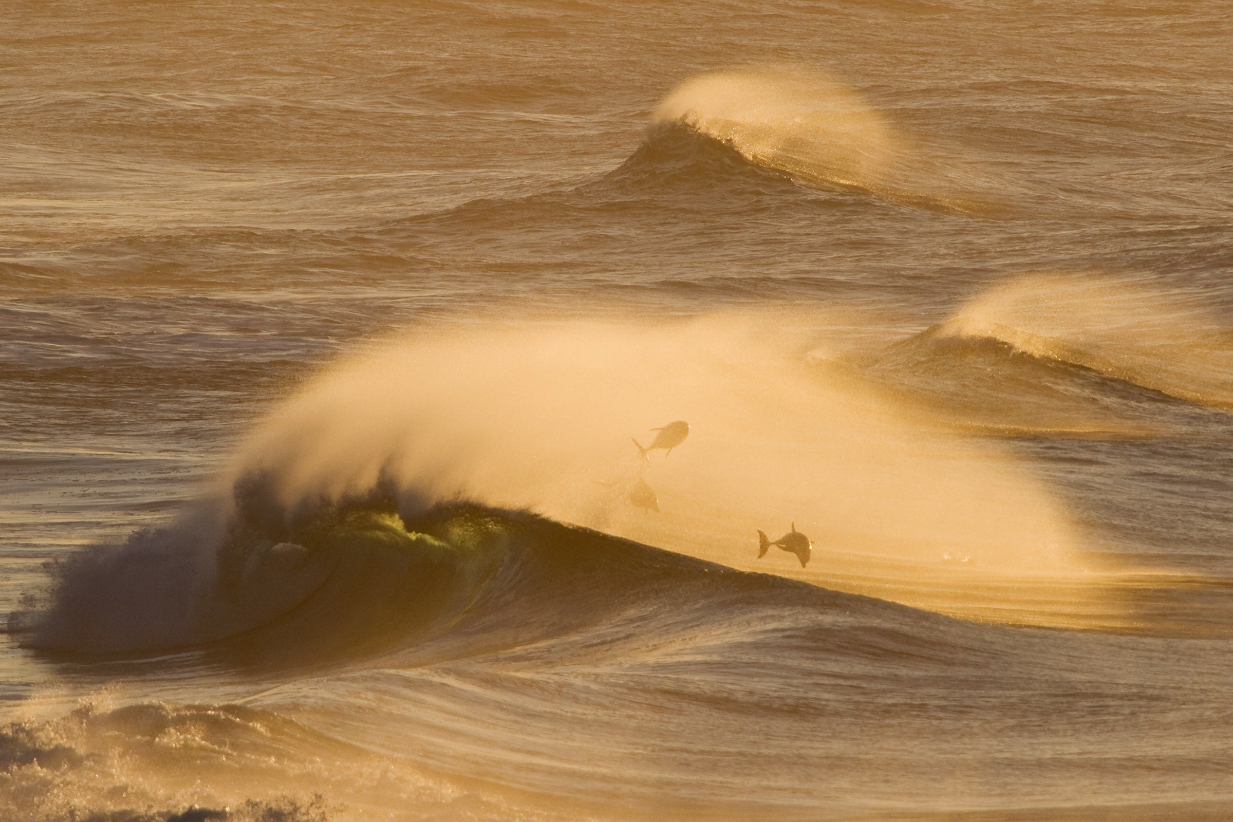 0457-Dolphin-Surfer