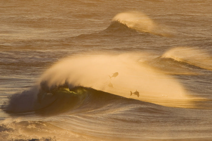 0457-Dolphin-Surfer