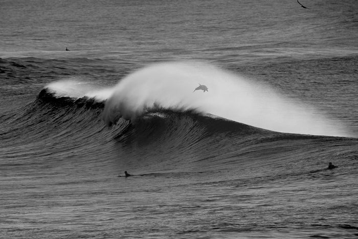 0460-Dolphin-Surfer