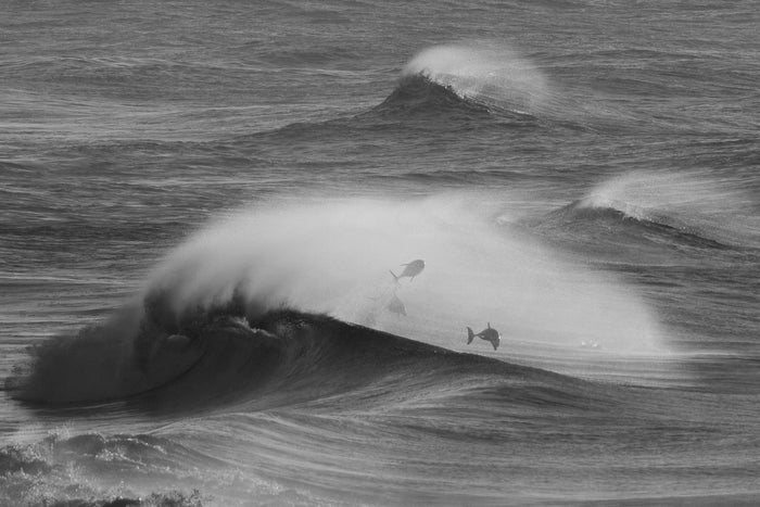 0461-Dolphin-Surfer