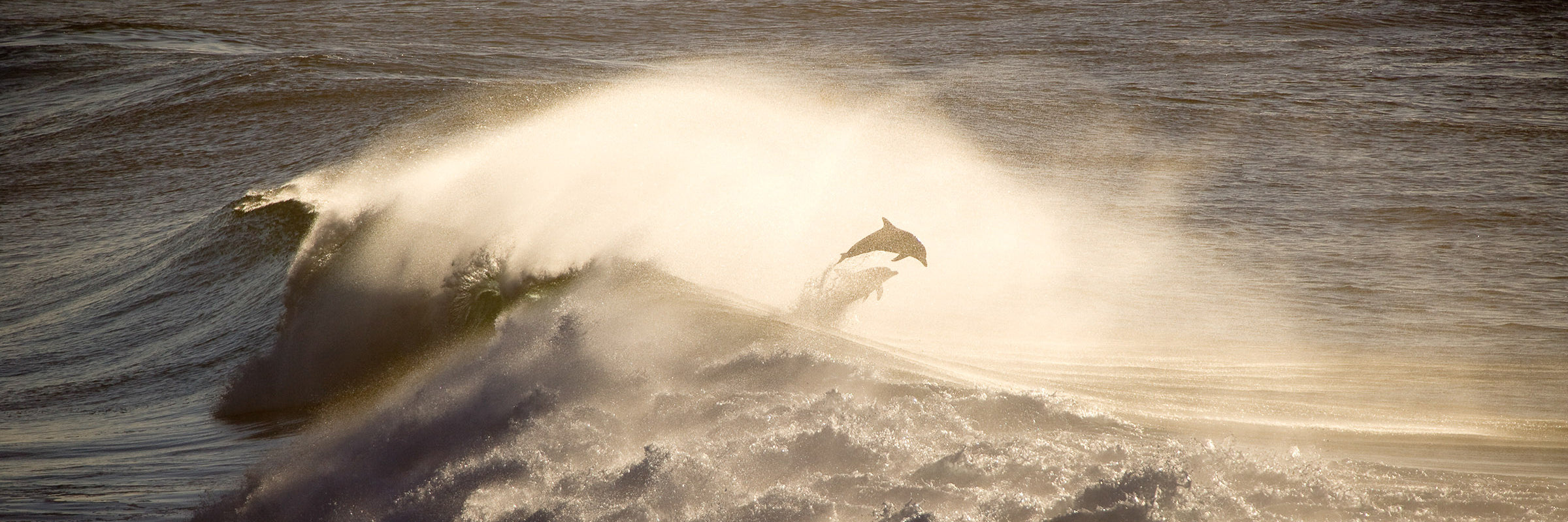 Dolphin jumping from ocean wave at sunrise wildlife photography by Sean Scott