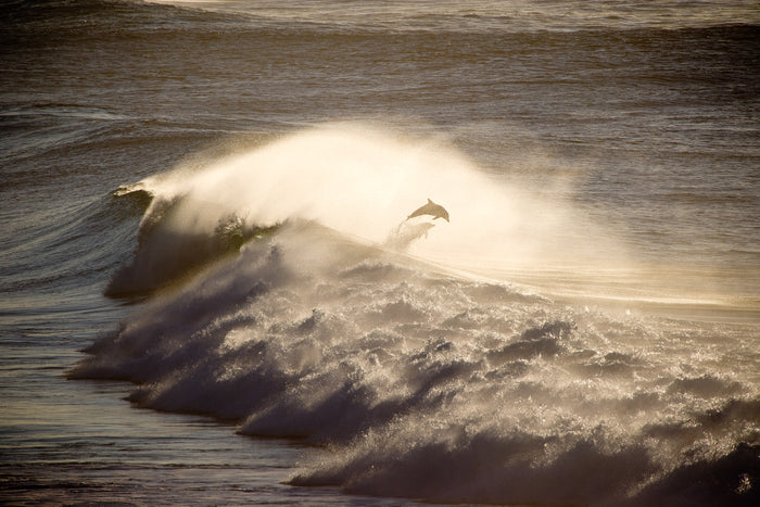 0789-Dolphins-Ballina