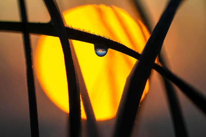1838-Dew-Drop-Sunrise