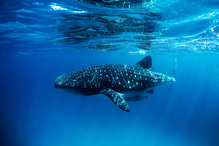 1915-Whale-Shark-Exmouth
