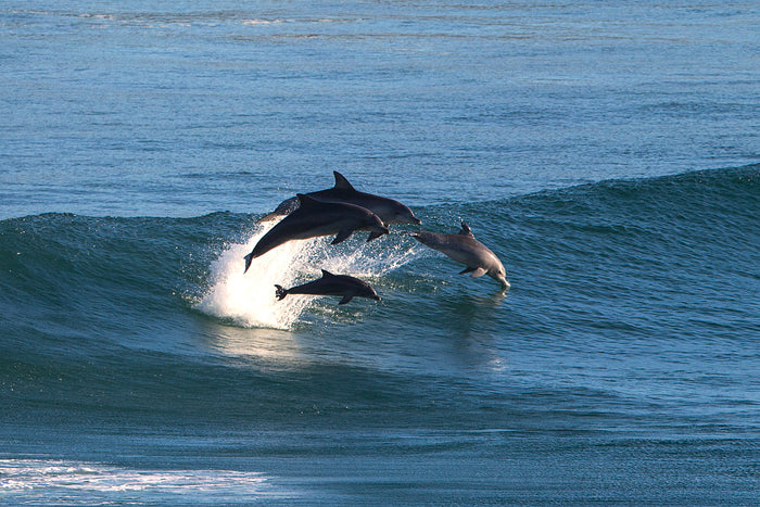 2116-Dolphin-Family