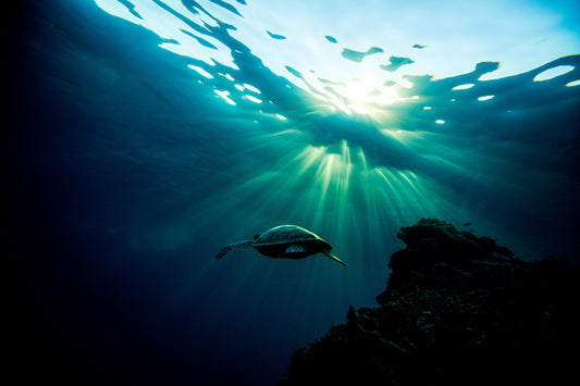 2151-Green-Sea-Turtle