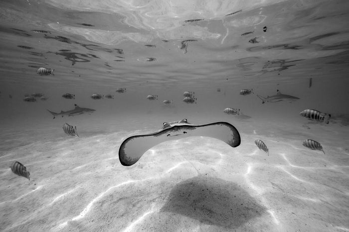 2223-Sting-Ray-Tahiti