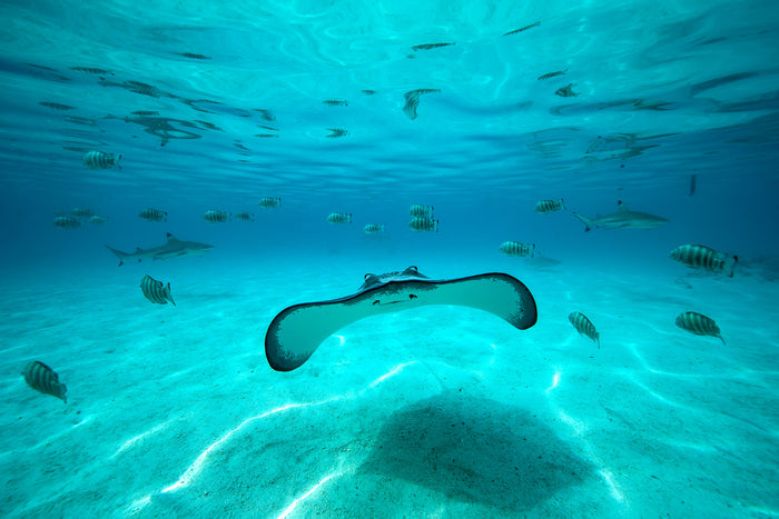 2226-Happy-Glider-Tahiti