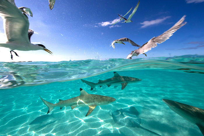 2262Shark-and-Rays-Tahiti