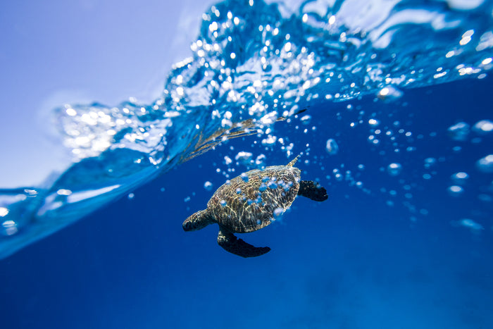 2275-Green-Sea-Turtle-Lady-Elliot-Island