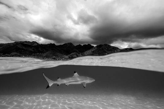 2313-Black-Tip-Reef-Shark-Tahiti