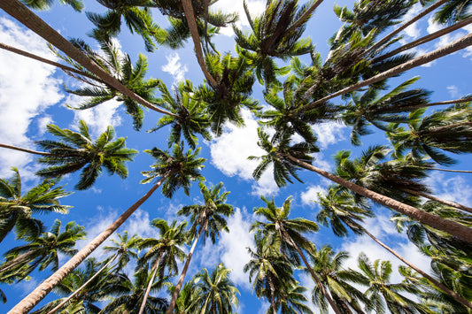 2333-Palms