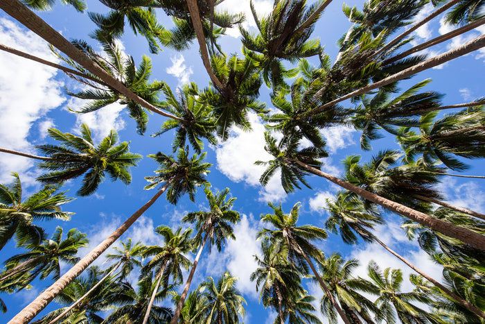 2333-Palms
