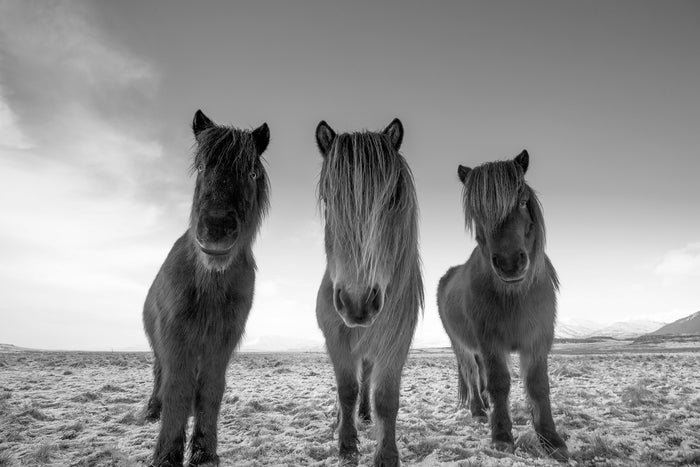2577-Icelandic-Horses-Iceland