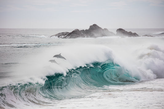2630-Dolphins-Cape-Naturaliste