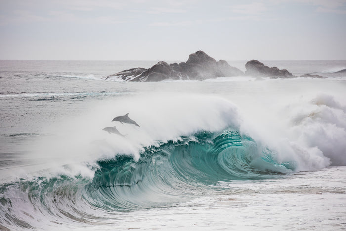 2630-Dolphins-Cape-Naturaliste