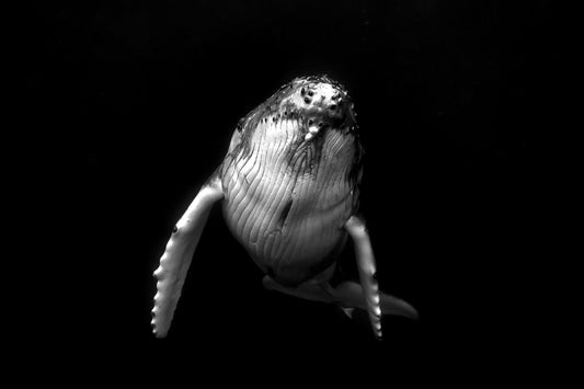 2653-Humpback-Whale-Tonga