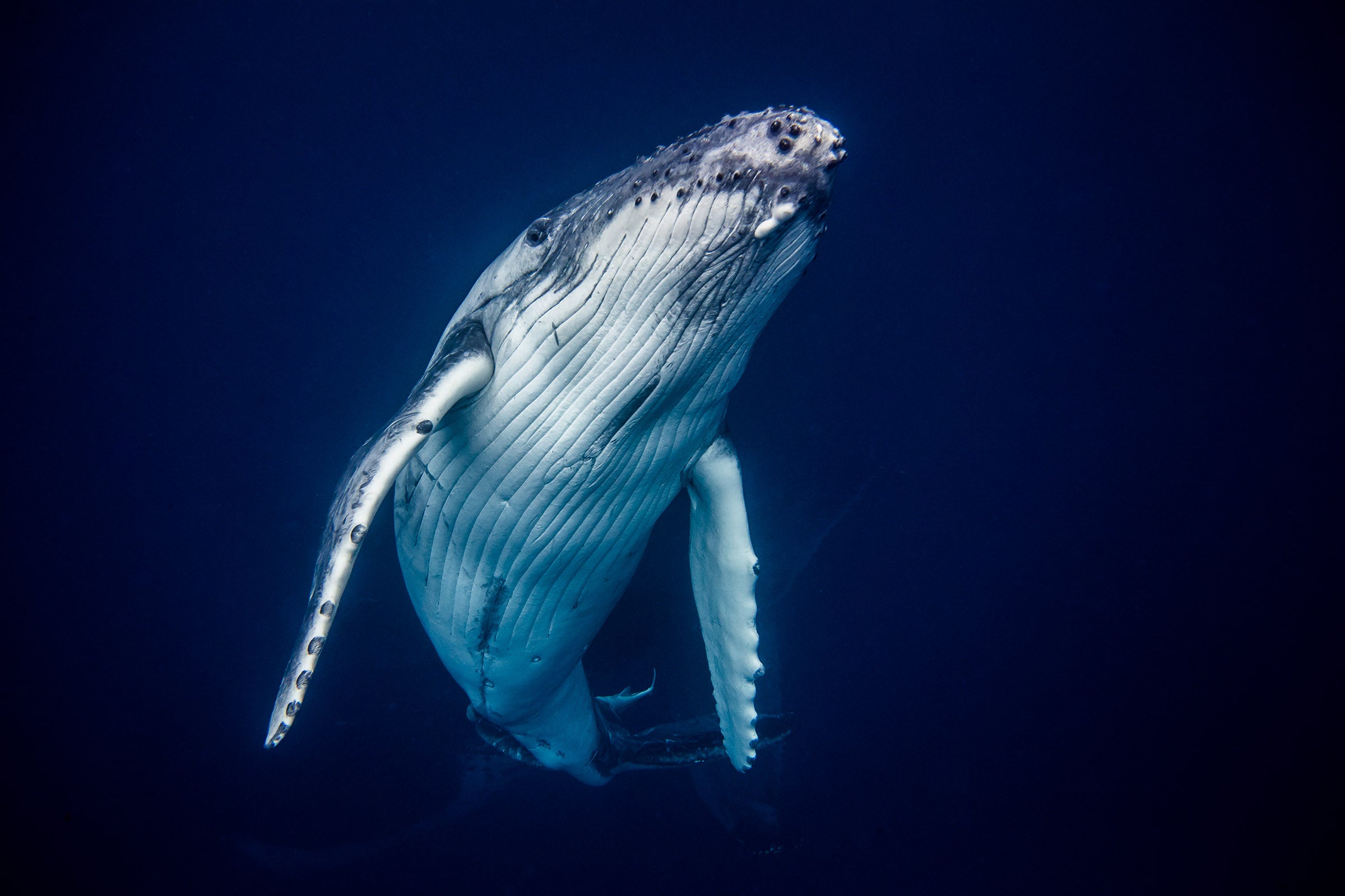 2654-Humpback-Whale-Tonga