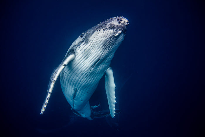 2654-Humpback-Whale-Tonga