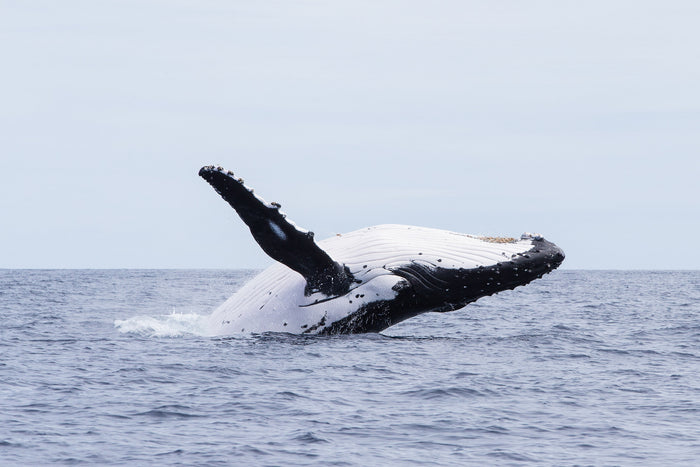 2655-Humpback-Whale-Tonga