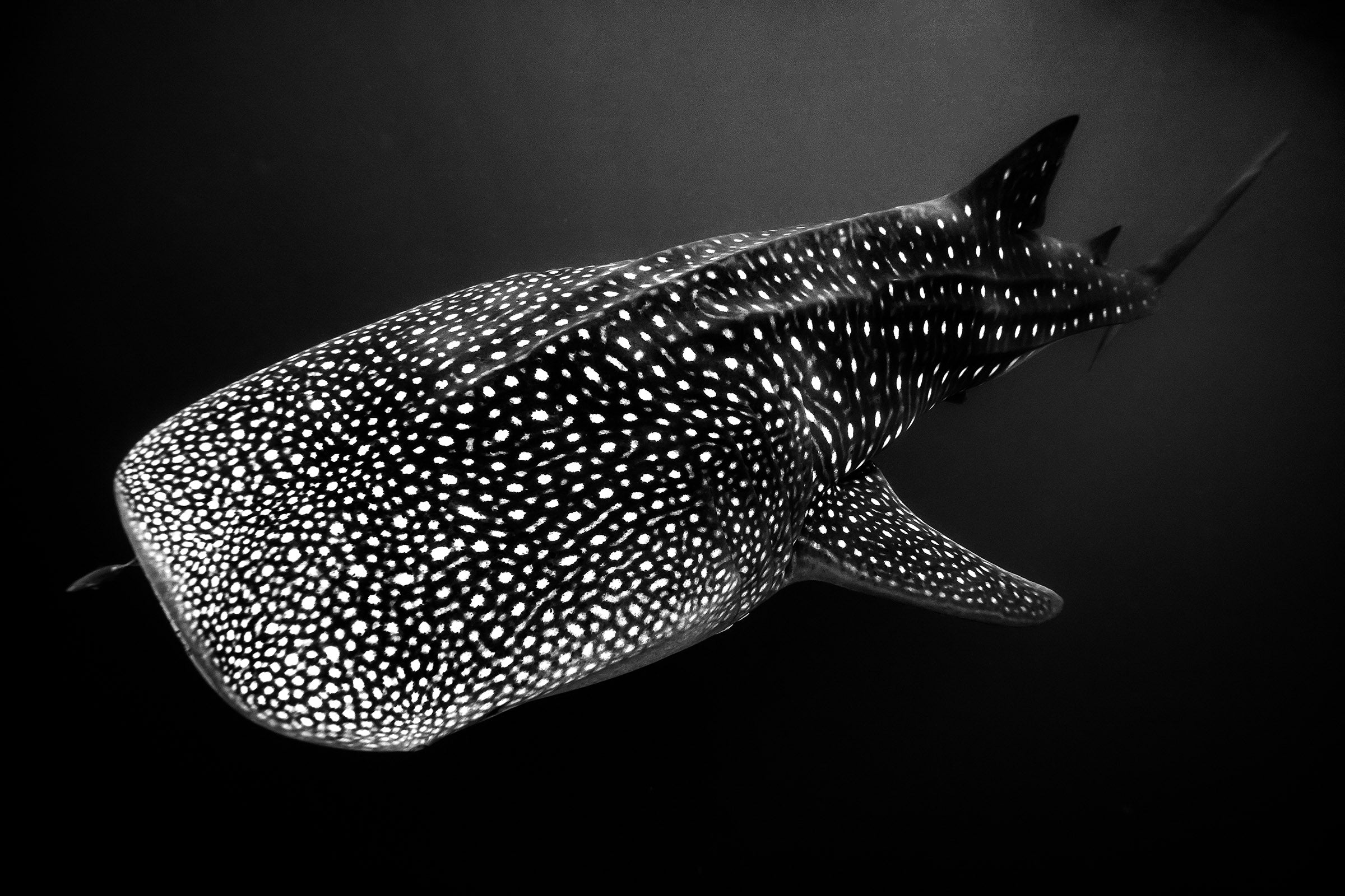 2670-Whale-Shark-Exmouth