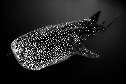 2670-Whale-Shark-Exmouth