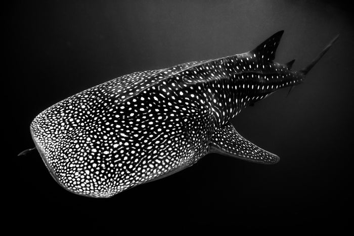 2670-Whale-Shark-Exmouth