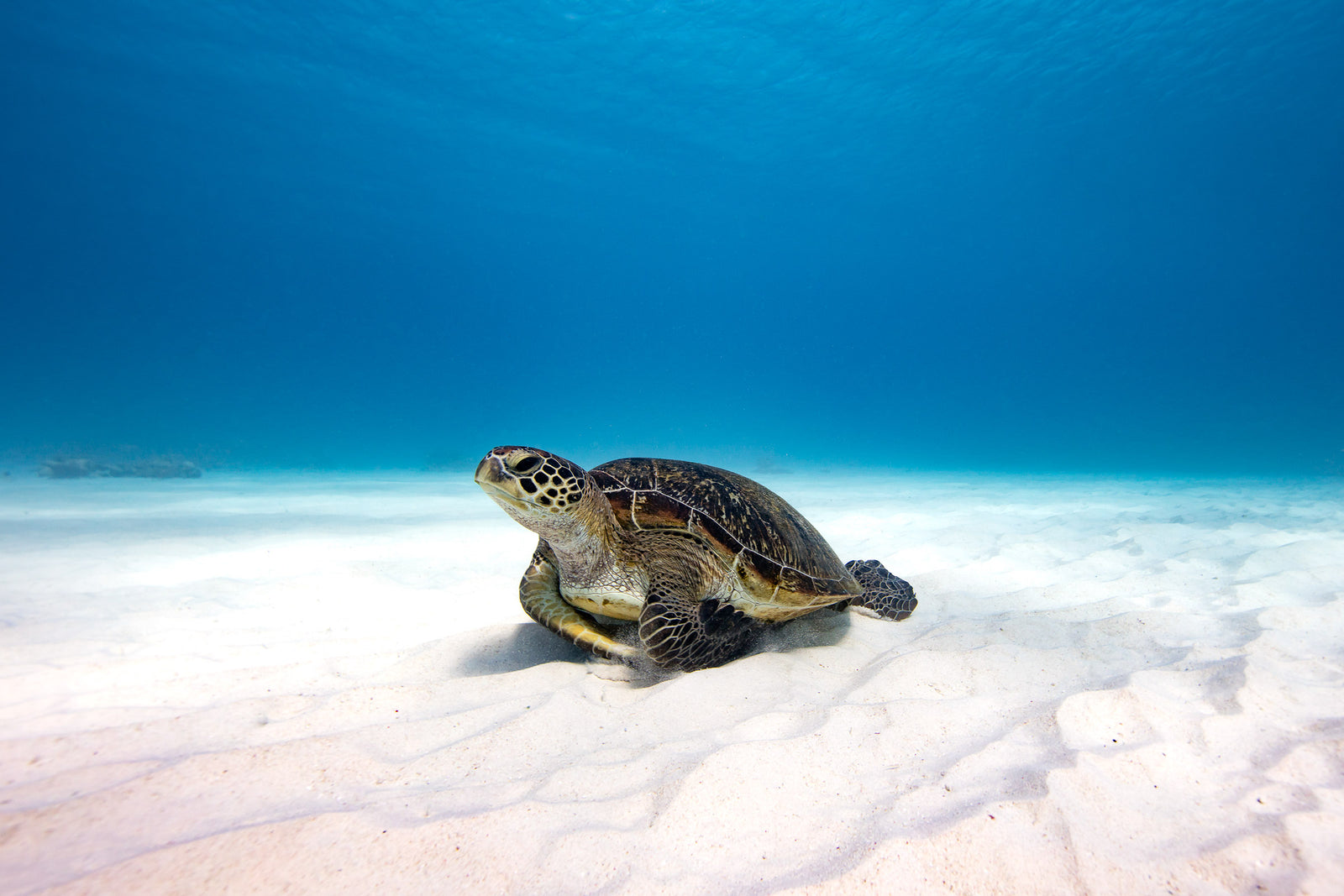 2692-Green-Sea-Turtle-Lady-Elliot-Island