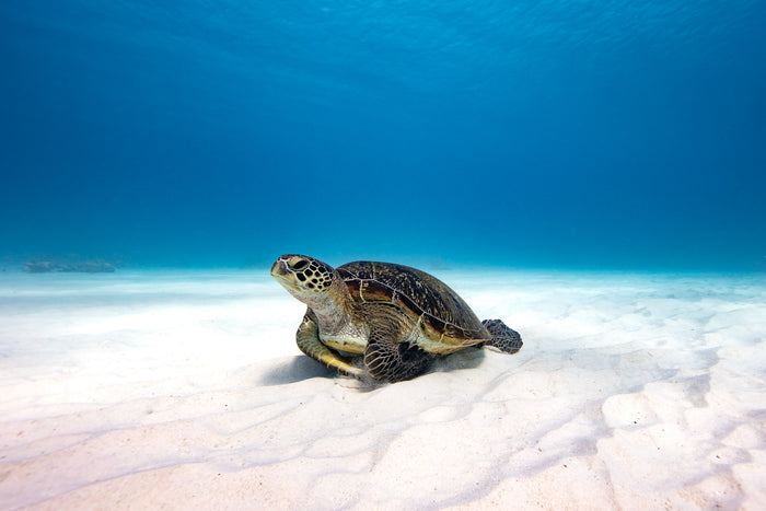 2692-Green-Sea-Turtle-Lady-Elliot-Island