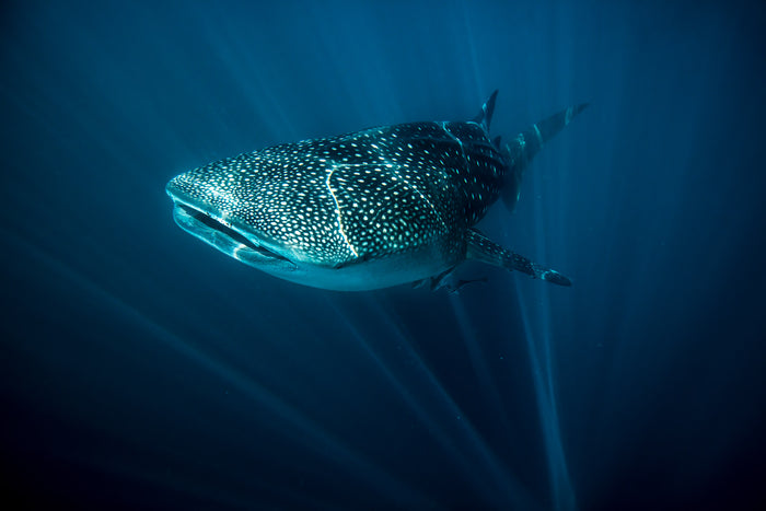 2699-Whale-Shark-Exmouth-WA