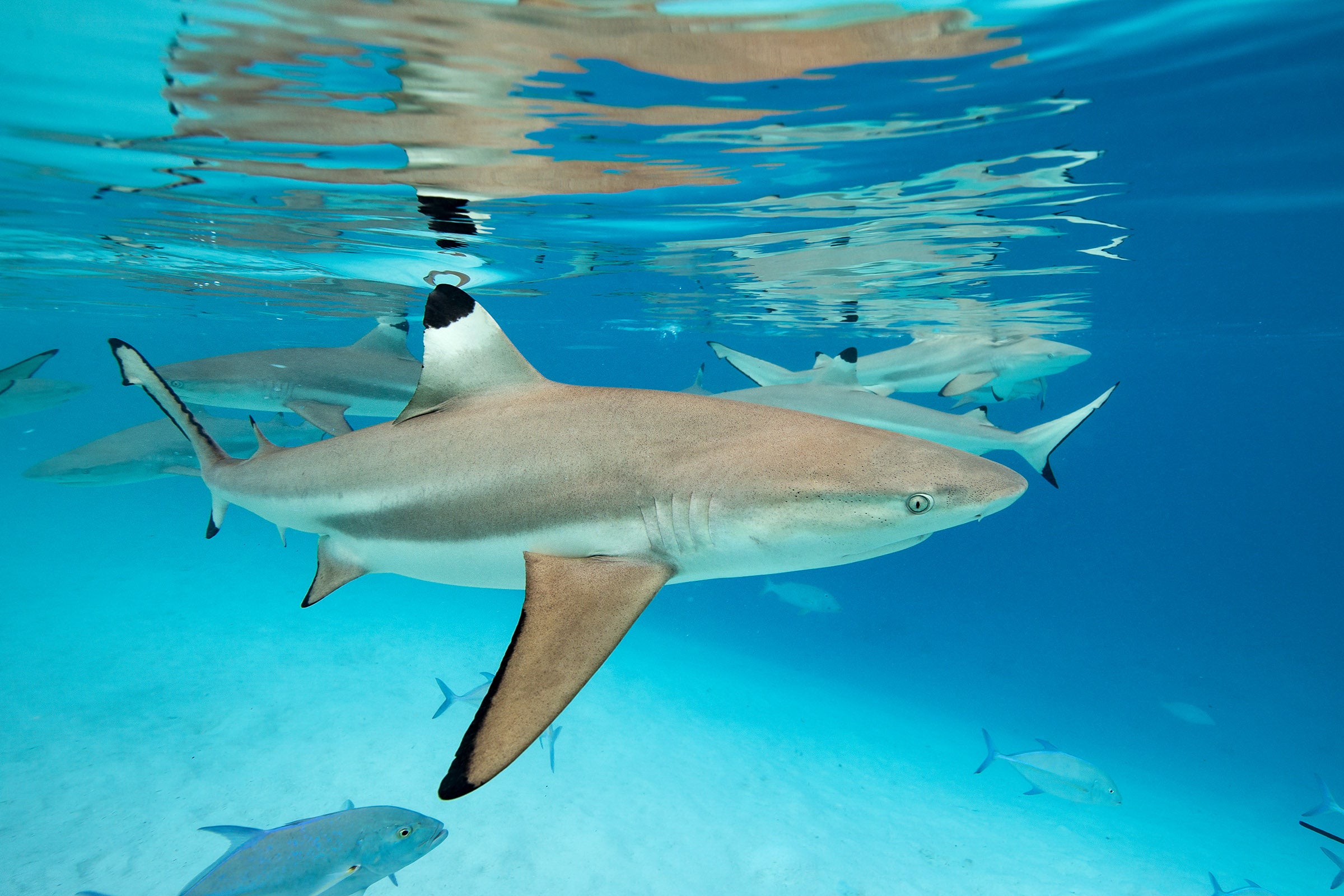 2720-Black-Tip-Reef-Shark-Tahiti