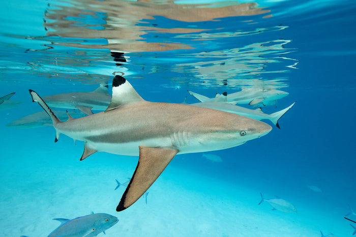 2720-Black-Tip-Reef-Shark-Tahiti