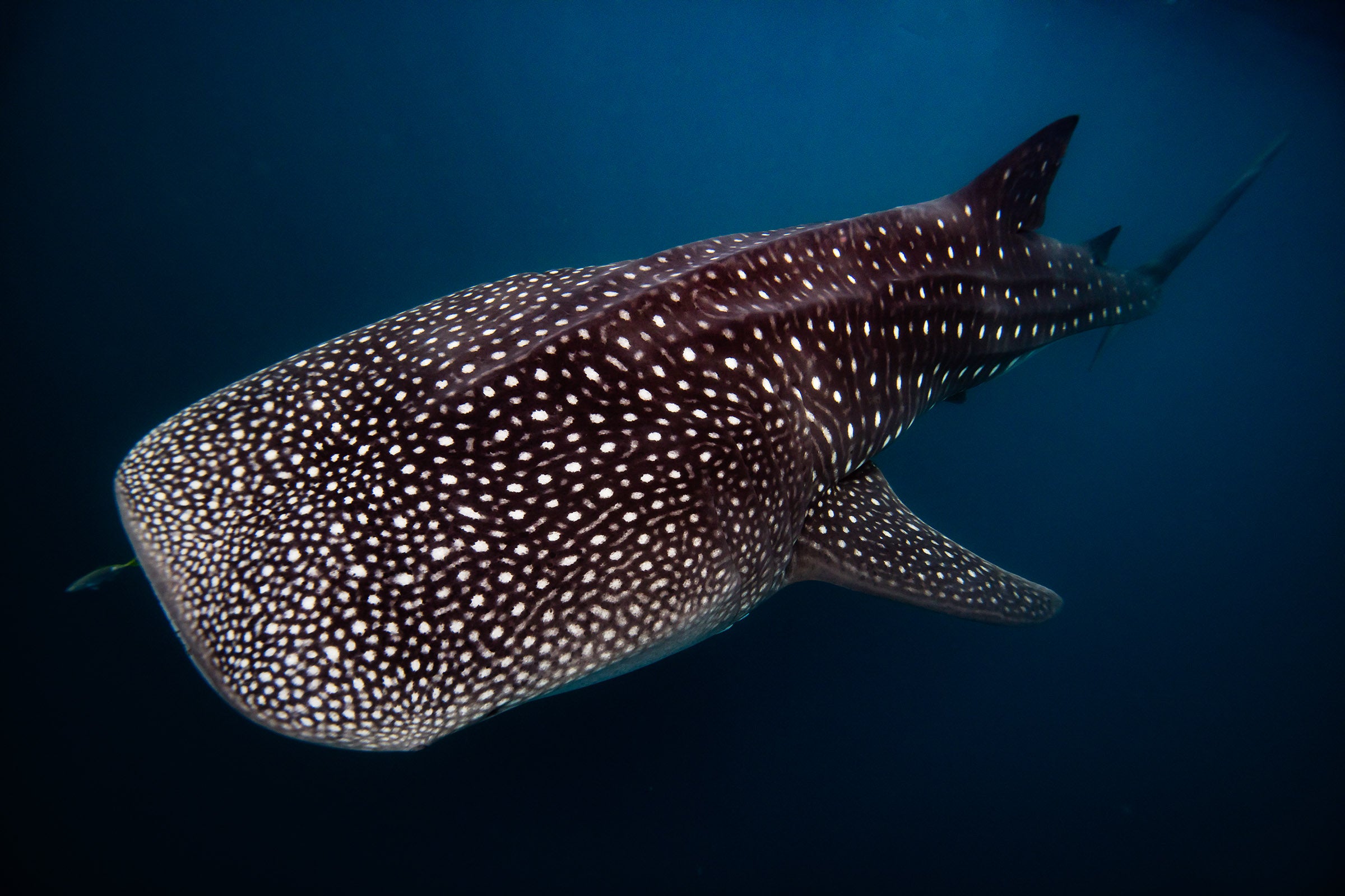 Exmouth Western Australia, whale shark swimming in deep ocean water, underwater photography – Sean Scott Photography