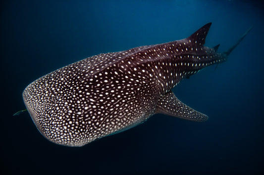 Exmouth Western Australia, whale shark swimming in deep ocean water, underwater photography – Sean Scott Photography