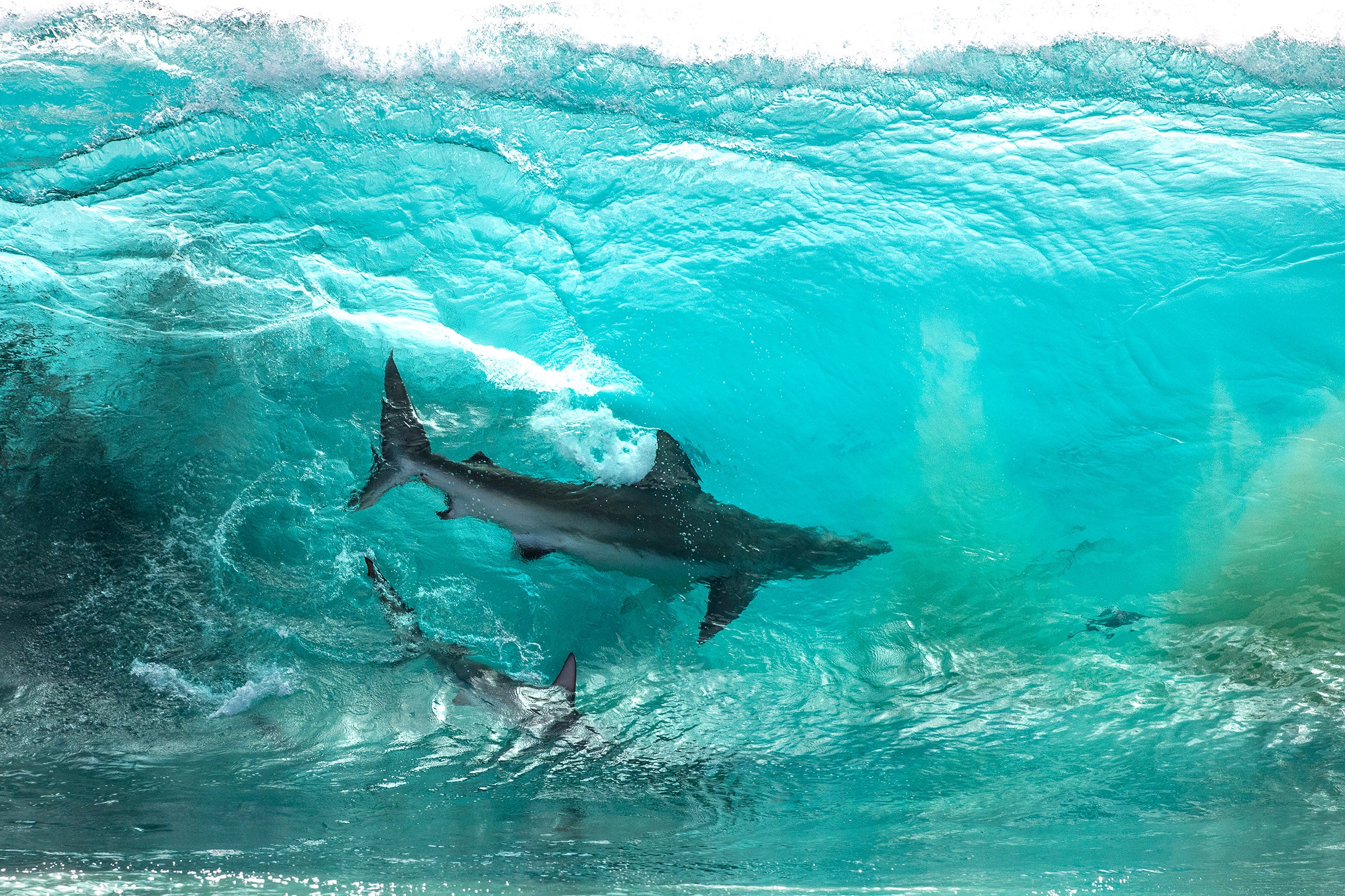 2774-Surfing-Sharks-Red-Bluff-Western-Australia