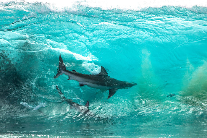 2774-Surfing-Sharks-Red-Bluff-Western-Australia