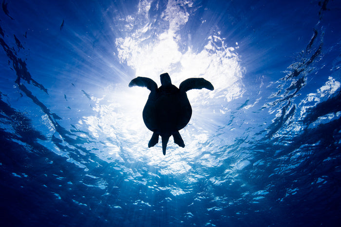 2780-Green-Sea-Turtle-Lady-Elliot-Island