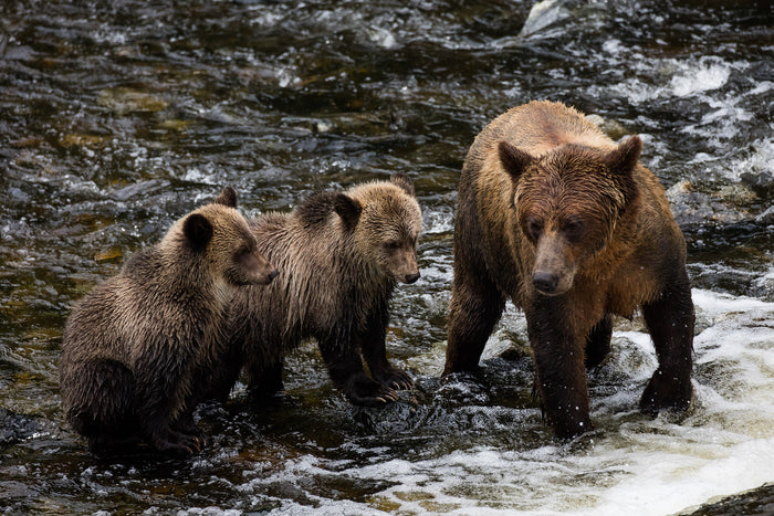 2789-Brown-Bears-Canada