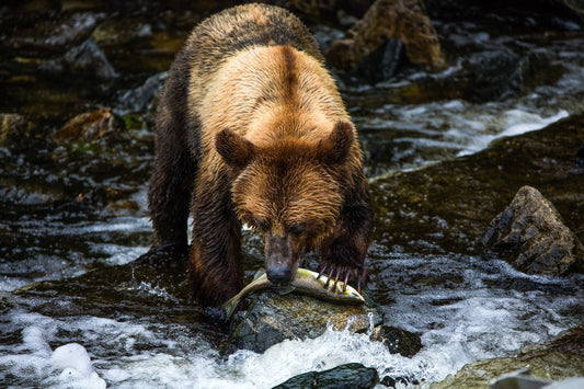 Canada wilderness, brown bear walking through river in forest setting, wildlife photography – Sean Scott Photography