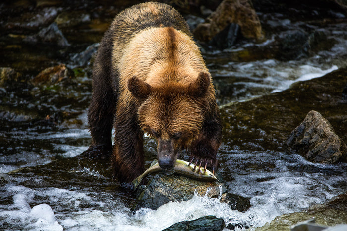 Canada wilderness, brown bear walking through river in forest setting, wildlife photography – Sean Scott Photography
