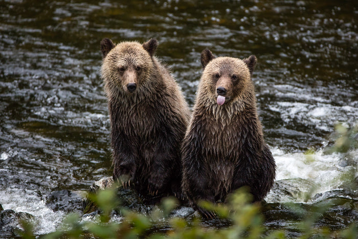 Canada wilderness, brown bears standing together in river, wildlife photography – Sean Scott Photography