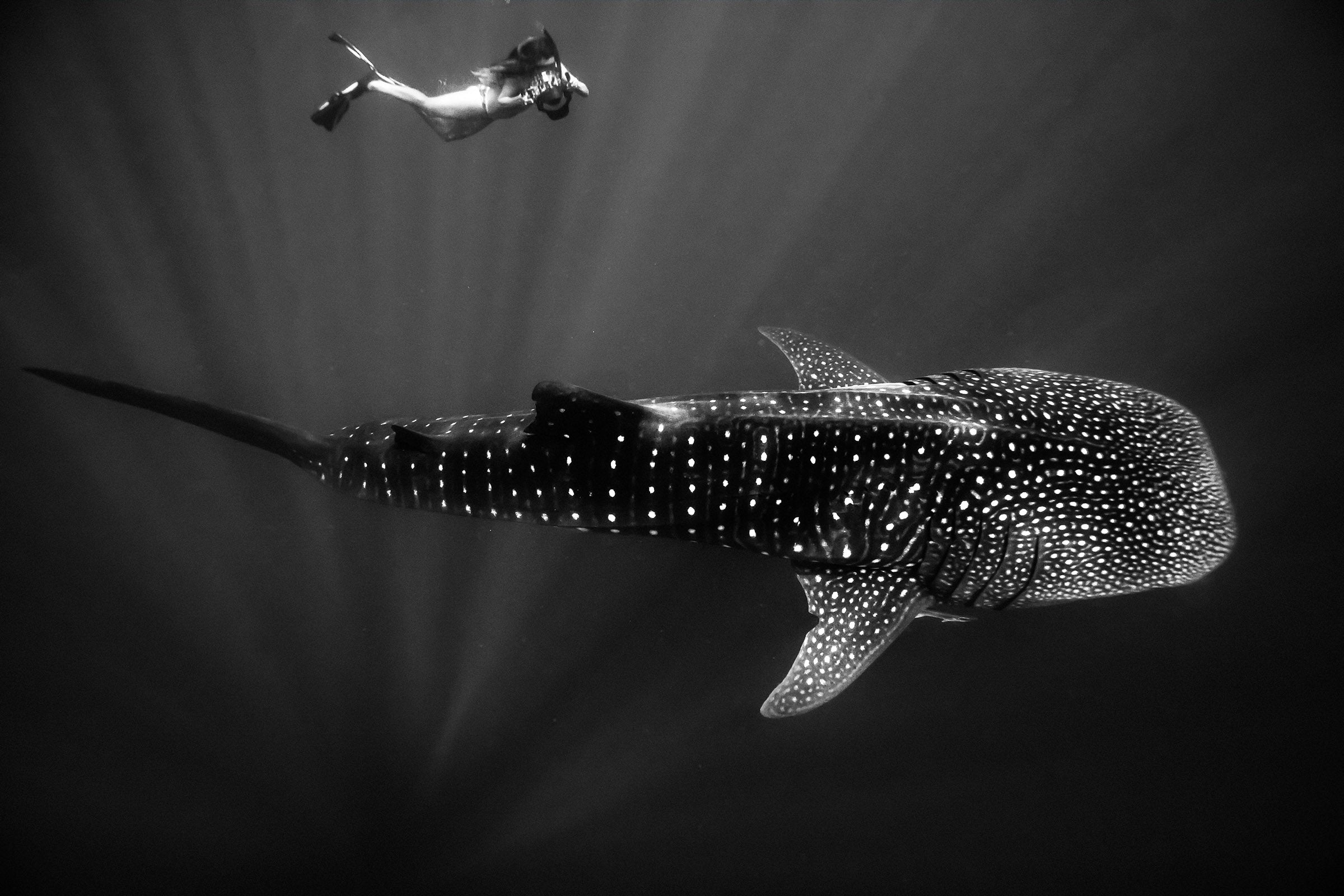 Ocean underwater, abstract dark wave textures and light patterns, whale shark, underwater photography – Sean Scott Photography