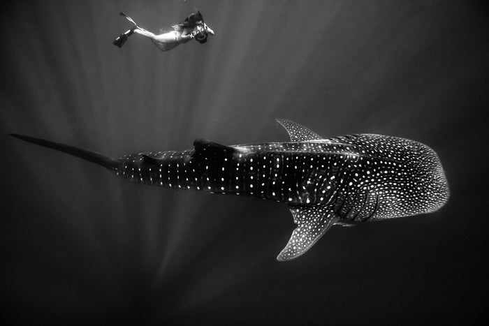Ocean underwater, abstract dark wave textures and light patterns, whale shark, underwater photography – Sean Scott Photography
