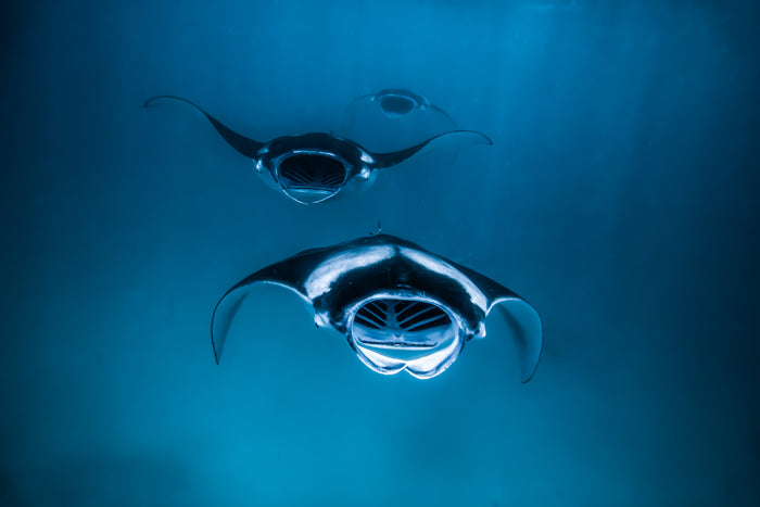 Maldives, manta ray gliding through clear blue ocean water, underwater photography – Sean Scott Photography